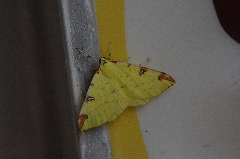 Due falene da identificare: Acronicta rumicis e Opisthograptis luteolata